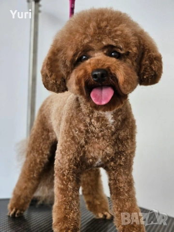 Мъжки Мини Пудел за разплод 