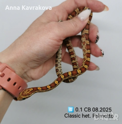 Царевични смоци /царевичен смок , снимка 9 - Змии - 54011711