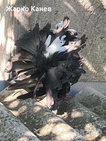 Фенерлии, снимка 6 - Гълъби - 51151904