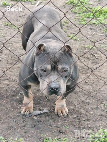 Американско були 