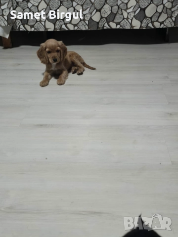 Prodavam 200 lv., снимка 3 - Кокер шпаньол - 52515067