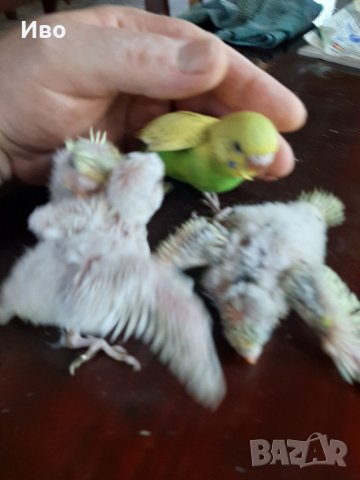 Ръчно хранени папагали , снимка 6 - Папагали - 37739280