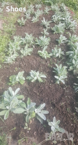 Продавам Мурсалски чай, снимка 5 - Разсади - 53995898