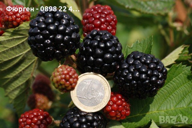 Сладка , гигаска Къпина Сорт Астерина, снимка 2 - Разсади - 38043886