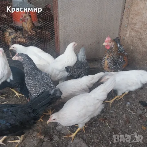 Ярки и петлета (селски), снимка 3 - Кокошки и пуйки - 56070860