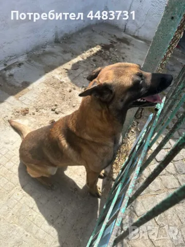 Белгийска овчарка, снимка 1