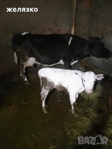 теле на 1 месец мъжко 