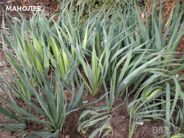 ЮКА   -градинска, снимка 2 - Градински цветя и растения - 52120090