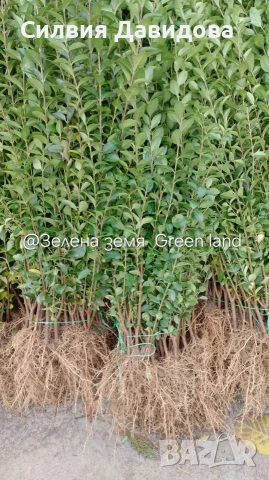 Лигуструм за жив плет , снимка 7 - Градински цветя и растения - 54153657