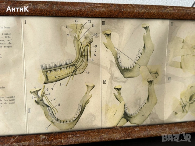 Медицинско Табло Брошура BAYER , снимка 4 - Антикварни и старинни предмети - 54249688