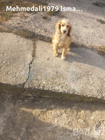 промо цена,кокер шпаньол, снимка 2 - Кокер шпаньол - 51979223