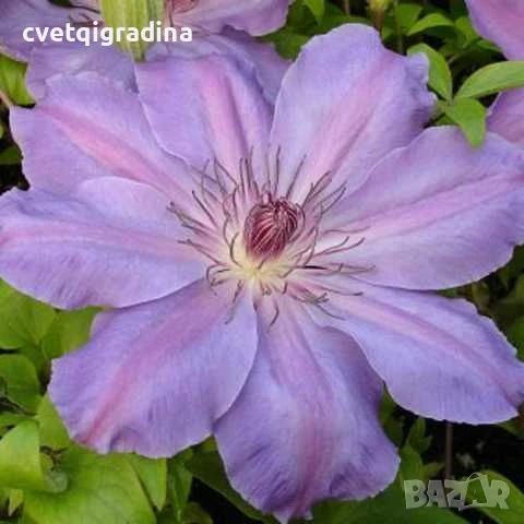 Clematis baltyk(Клематис Балтийско море)