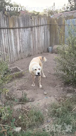 Мъжки алабай топаз