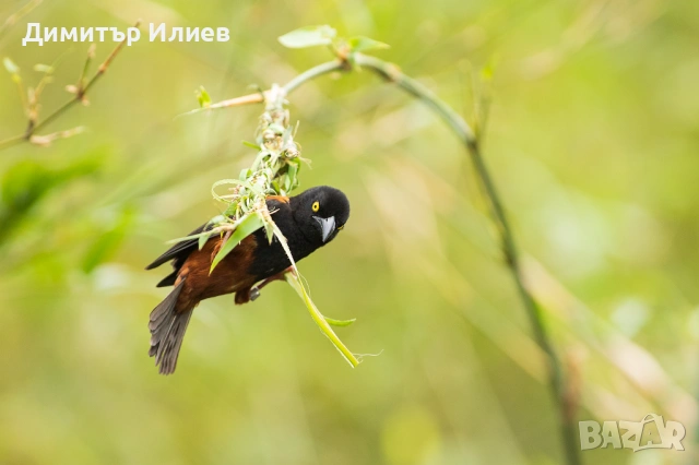 Sigma AF 500 mm f/ 4.5 EX APO HSM за Canon, снимка 10 - Обективи и филтри - 50993796