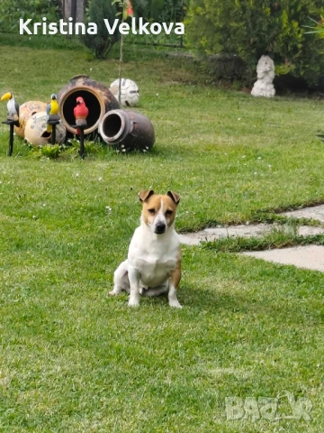Джак ръсел териер , снимка 9 - Джак ръсел териер - 51703039