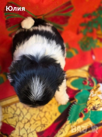 Японски хин, снимка 6 - Други - 52506196