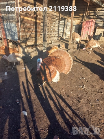 Пуяк, снимка 6 - Кокошки и пуйки - 52422713