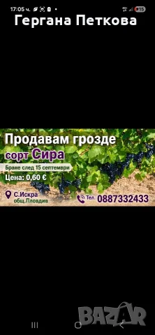 Продавам грозде сорт Сира