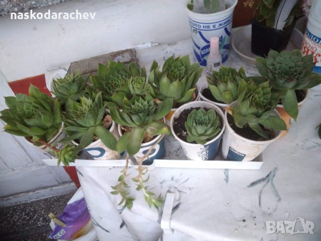 Дебелец, африканска роза, семпервивум, снимка 3 - Стайни растения - 29519881