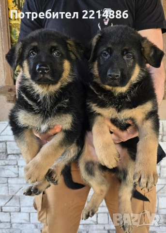 Немски овчарки , снимка 3 - Немска овчарка - 40188254