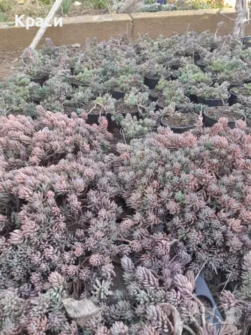 Седум шарен едър., снимка 2 - Градински цветя и растения - 49469434