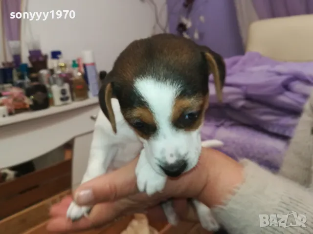 джакове-малки кученца 250лв за брой-джак ръсел 2601250935, снимка 8 - Джак ръсел териер - 48831059