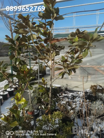 Грандифлора вечнозелена магнолия. , снимка 4 - Разсади - 53070862