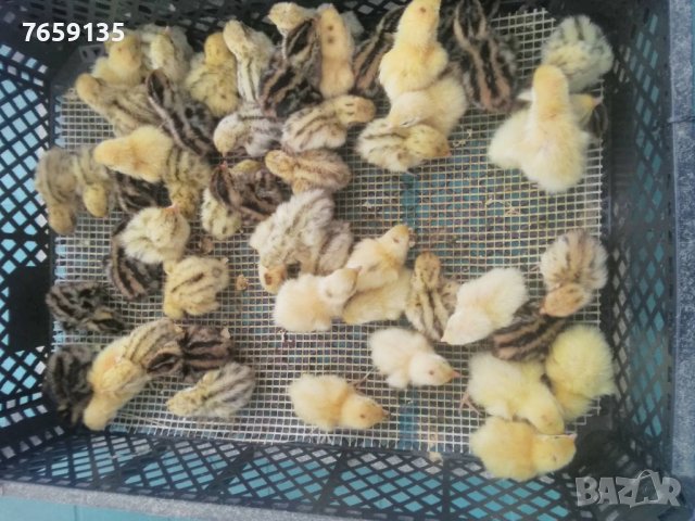 Пилета, еднодневни Бройлери и пъдпъдъци, снимка 11 - други­ - 32977740