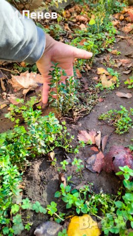 Расад за жив плет, снимка 4 - Градински цветя и растения - 41807423