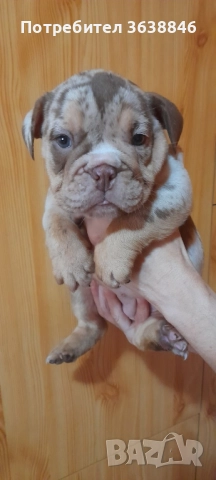 Английски булдог, снимка 4 - Английски булдог - 52064316