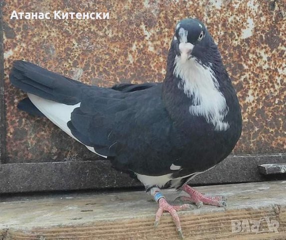 Пазарджишки  високолетачи , снимка 17 - Гълъби - 30874877