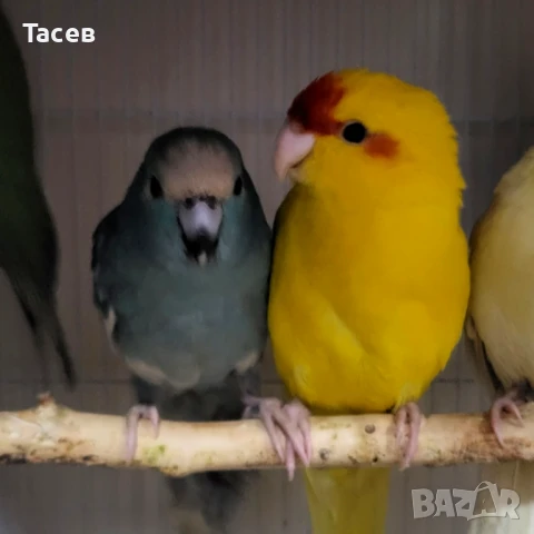 Какарики, снимка 1