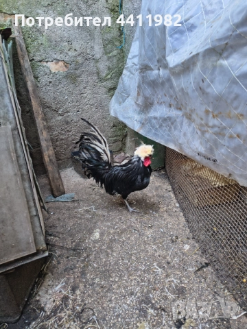 Продавам порода холандски кокошки, млади, четири двойки , снимка 3 - други­ - 52900126