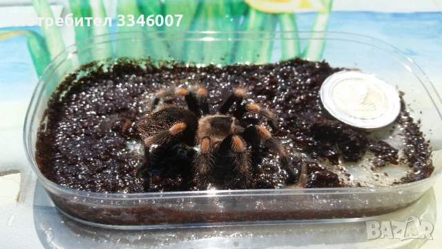 Тарантла tarantula , снимка 3 - Други - 44106536