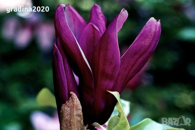 Magnolia Black Beauty - Черна красавица, снимка 1 - Градински цветя и растения - 29894955
