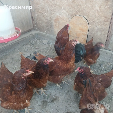 Кокошки Ексел 10м., снимка 2 - други­ - 54309271