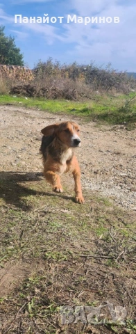 Барак ПОДАРЯВА СЕ, снимка 5 - Други - 54241060