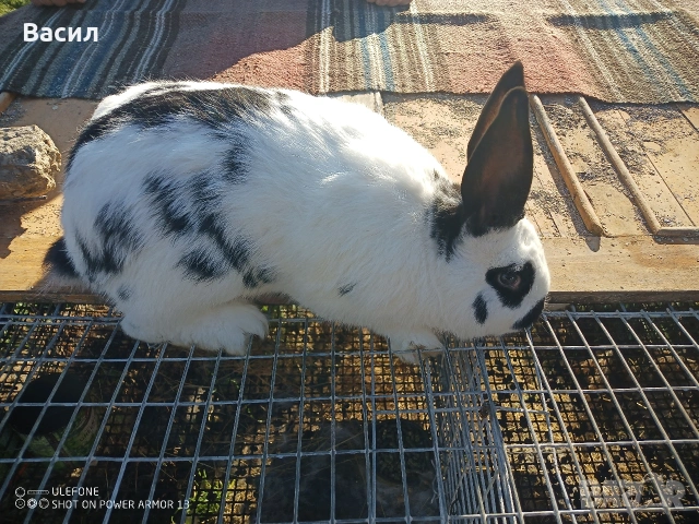 Зайци домашни , снимка 6 - Други животни - 51395663