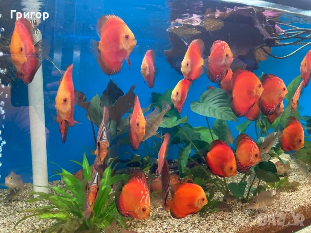Различни видове декоративни риби, храни и техника , снимка 8 - Рибки - 47670463