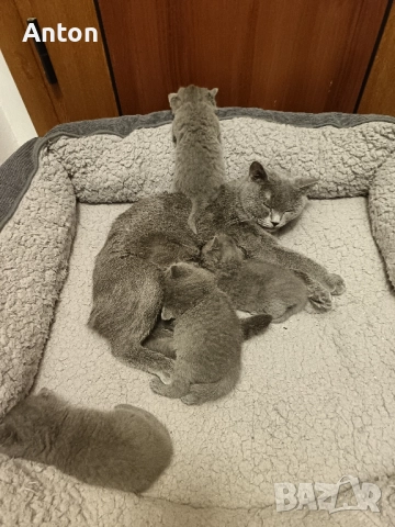 Британчета, снимка 4 - Британска късокосместа - 52557328