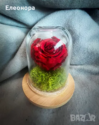 естествена червена роза в стъкленица