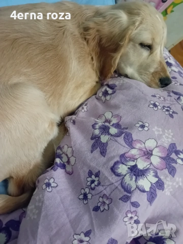 Кокер шпаньол, снимка 2 - Кокер шпаньол - 53904748