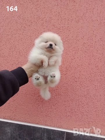 Померани. Момичета , снимка 5 - Померан - 52885415