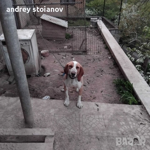 ПРОДАВА СЕ: Мъжко ловно куче, снимка 3 - Гонче - 54334968