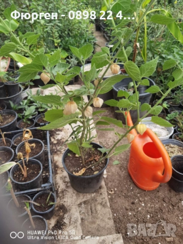 Физалис (Земна череша), снимка 4 - Разсади - 51790327