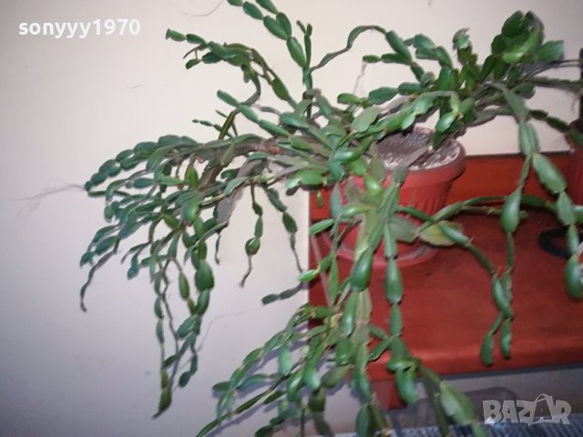 ЦВЕТЕ В САКСИЯ-КОЛЕДАРЧЕ 1802240754, снимка 5 - Стайни растения - 44348218