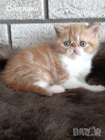 Екзотично късокосместа коте 🐈