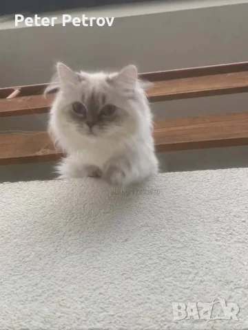 Шотлански котета, снимка 15 - Други - 56529363