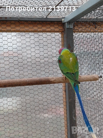 Продавам Сливоглав Александър, снимка 6 - Папагали - 54006558