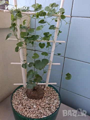 Сукуленти само за ценители, снимка 7 - Стайни растения - 35248161